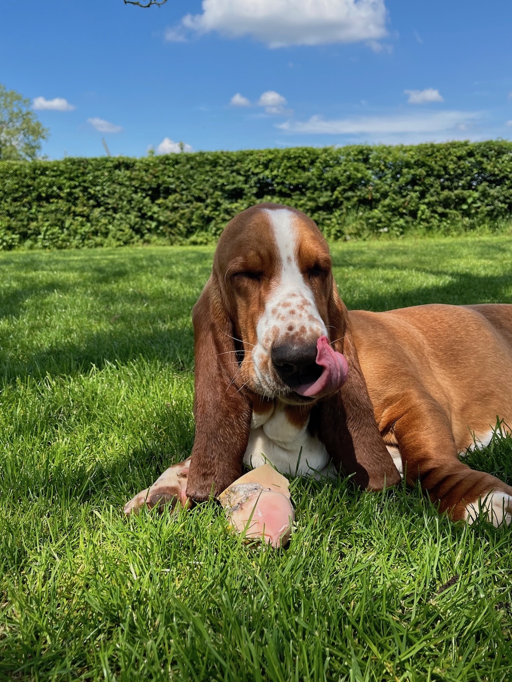 Dot licking bone