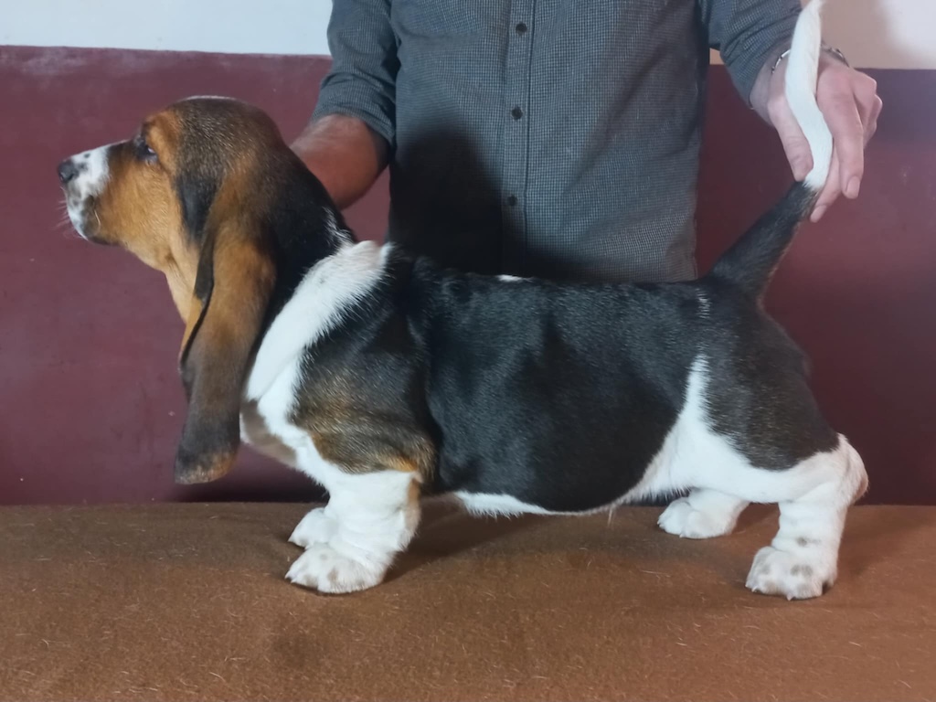 Brooke pup